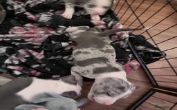 American Bully dogs for sale: Abkc Pocket Bully X Abkc classic Bully puppies - Image 26