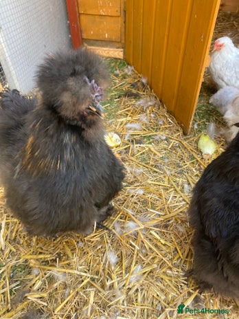 Chickens poultry - Advert 3