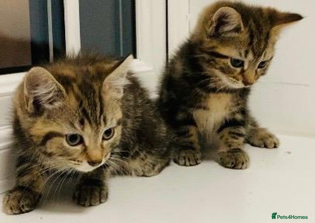 Mixed Breed cats for sale: Absolutely lovely Bengal Ragdoll kittens ready now - Advert 3