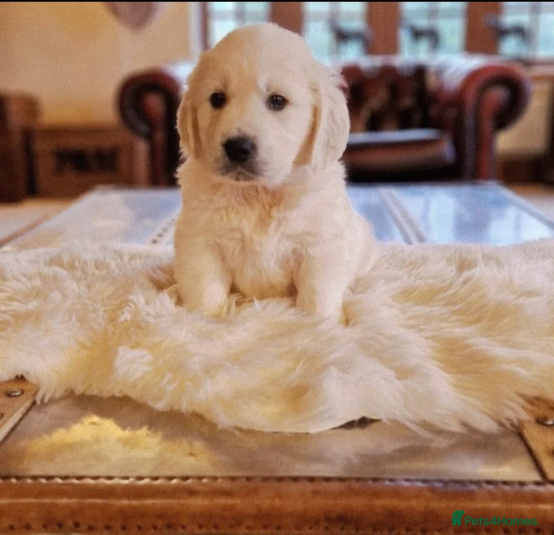 Golden Retriever dogs for sale: Newmiller Retrievers - One Girl Avaliable  - Advert 5