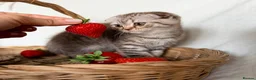 Scottish Fold cats for sale: Adorable Scottish Fold Kittens - Advert 2