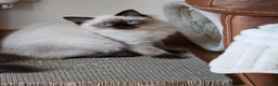 Ragdoll cats for sale: Fully Vaccinated, Microchipped, Insured Ready Now  - Advert 1