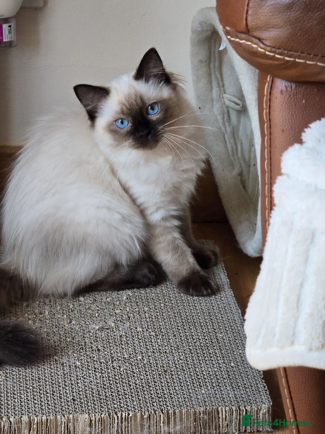 Ragdoll cats for sale: Fully Vaccinated, Microchipped, Insured Ready Now  - Advert 1