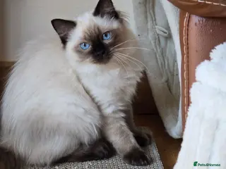 Ragdoll cats Fully Vaccinated, Microchipped, Insured Ready Now - Advert 1