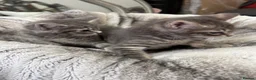 Mixed Breed cats for sale: Gorgeous Grey and tabby kittens for sale  - Advert 3