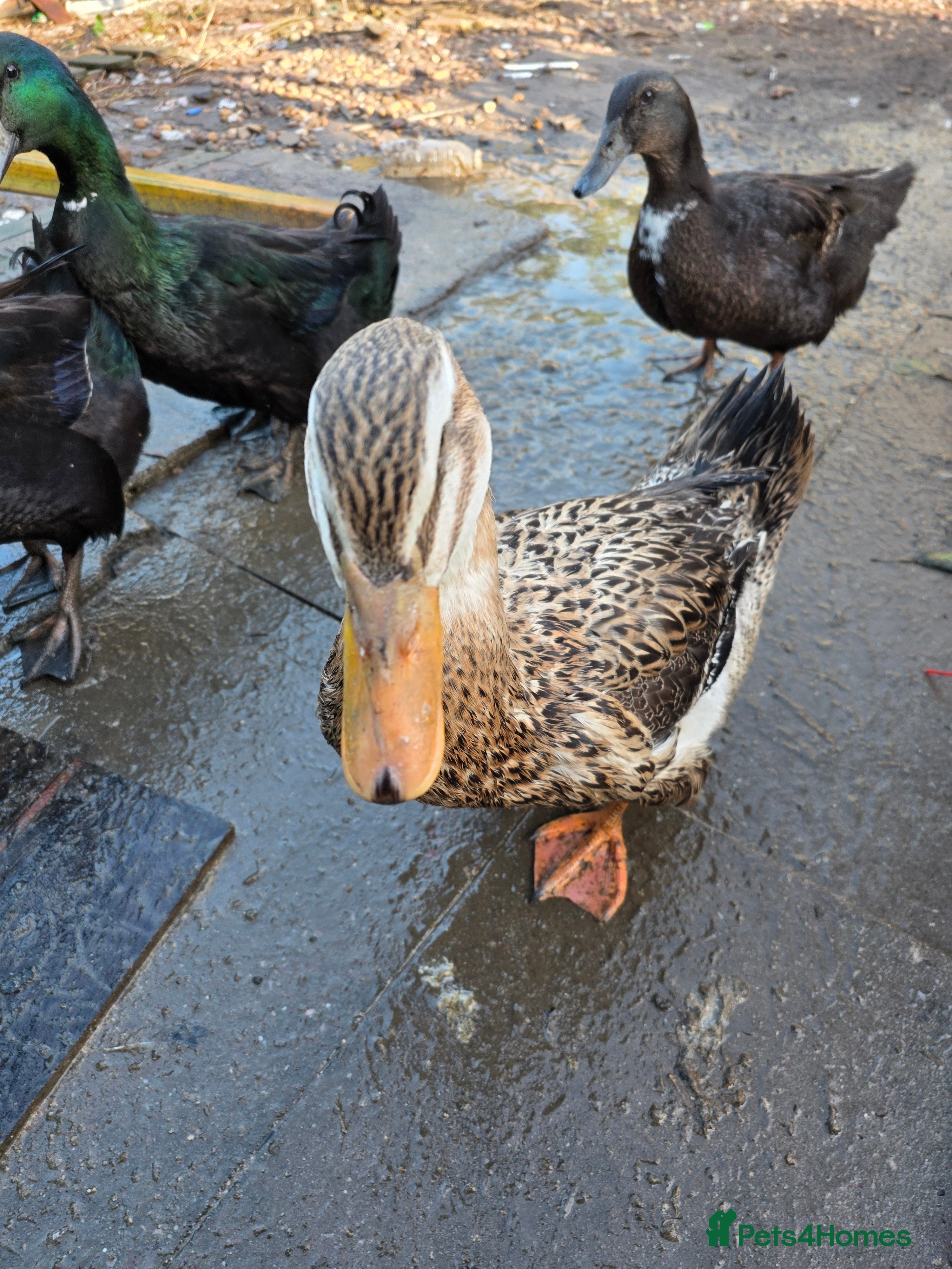 Ducks poultry 7 lovely ducks for rehoming - Advert 10