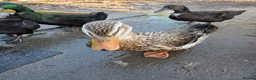 Ducks poultry for sale: 7 lovely ducks for rehoming - Advert 1