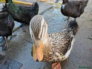 Ducks poultry 7 lovely ducks for rehoming - Advert 10