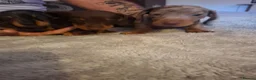 Dachshund dogs for sale: 3 beauifil dachshund puppys  - Advert 12
