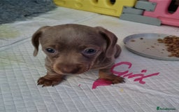 Miniature Dachshund dogs for sale: Miniature Dachshunds KC - Image 4