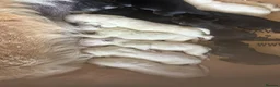 German Shepherd dogs for sale: German Shepherd Puppies, straight backed.  - Advert 2