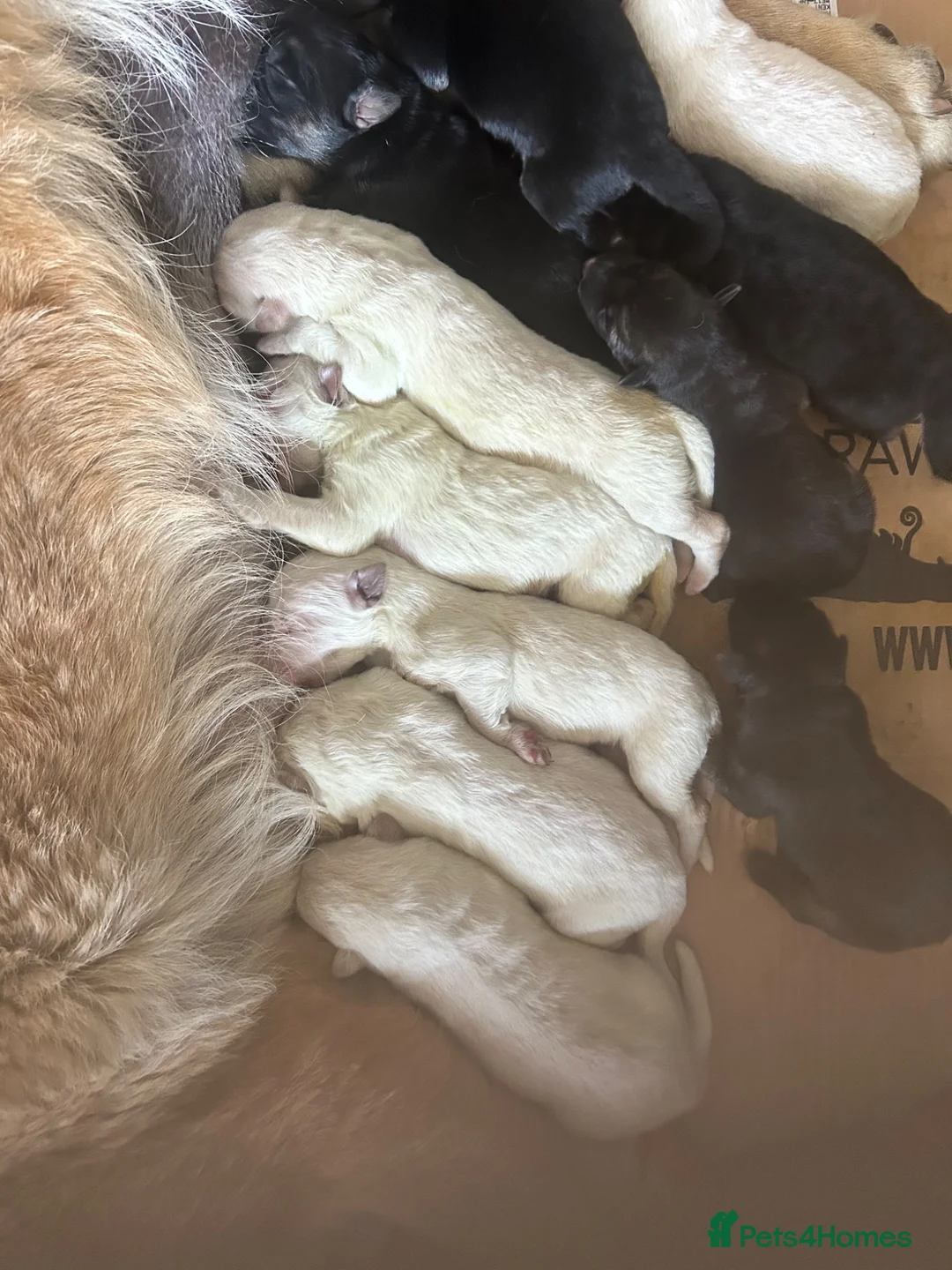 German Shepherd dogs for sale: German Shepherd Puppies, straight backed.  - Advert 2