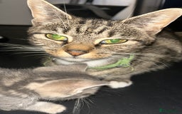 Domestic Shorthair cats for sale: Two gorgeous male kittens £100 each both £150 - Advert 8