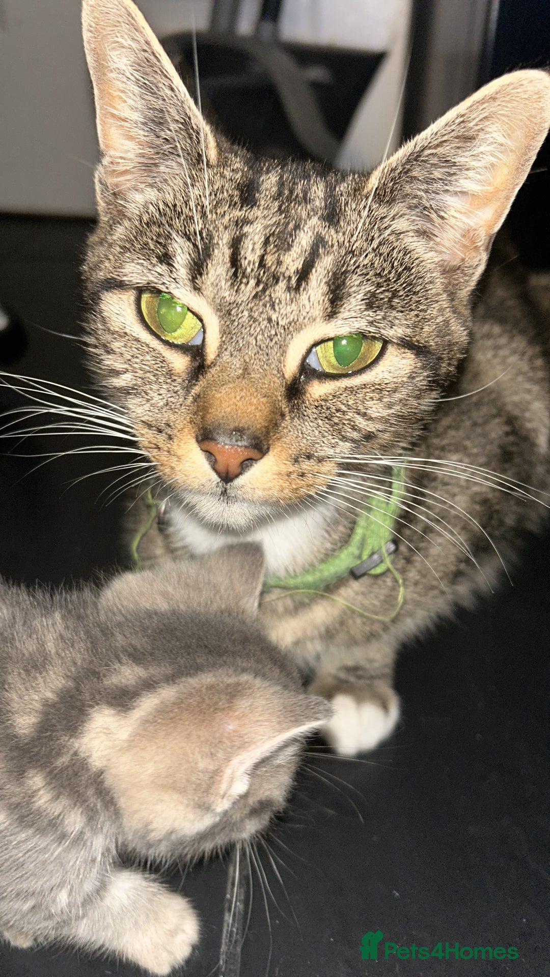 Domestic Shorthair cats for sale: Two gorgeous male kittens £100 each both £150 - Advert 8