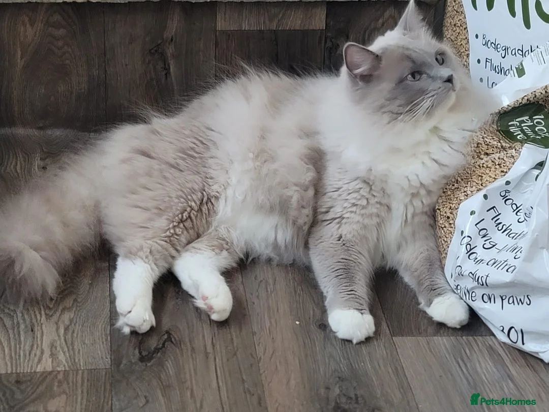 Ragdoll cats for sale: Ragdoll - Grey Mink/Blue Point Kittens 😍 - Advert 2