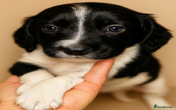 Sprocker dogs for sale: Spaniel Puppies  - Advert 13