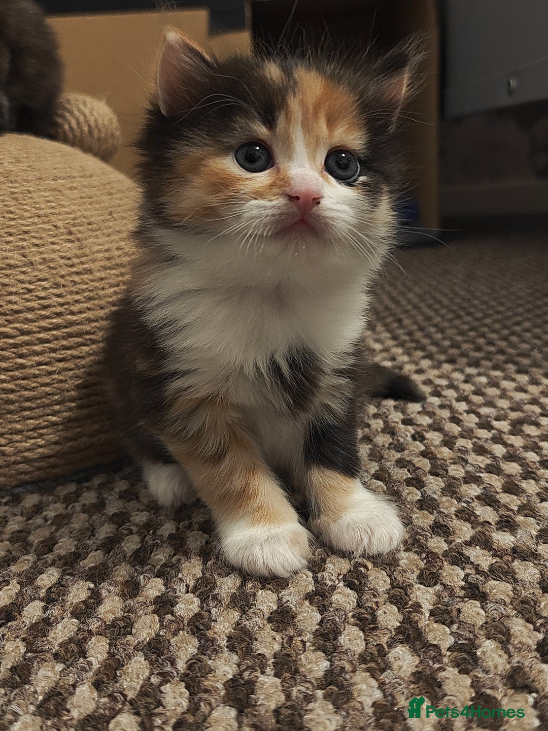 British Longhair cats for sale: British Longhair Cross Kittens  - Advert 9