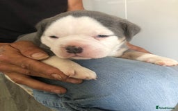Olde English Bulldogge dogs for sale: Olde English Bulldogg - Image 6