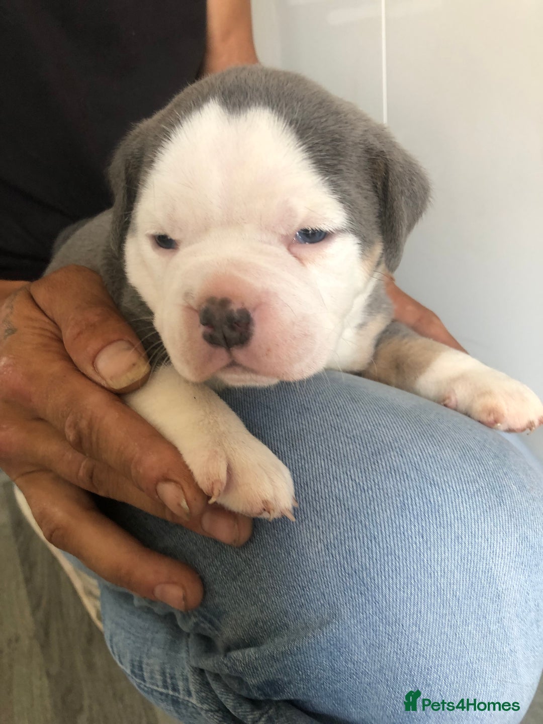Olde English Bulldogge dogs for sale: Olde English Bulldogg - Image 6