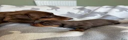 Miniature Dachshund dogs for sale: PERFECT LITTER OF MINIATURE DACHSHUNDS - Advert 13