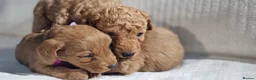 Labradoodle dogs for sale: Labradoodle Fox Red ❤️ Health Check - Advert 7