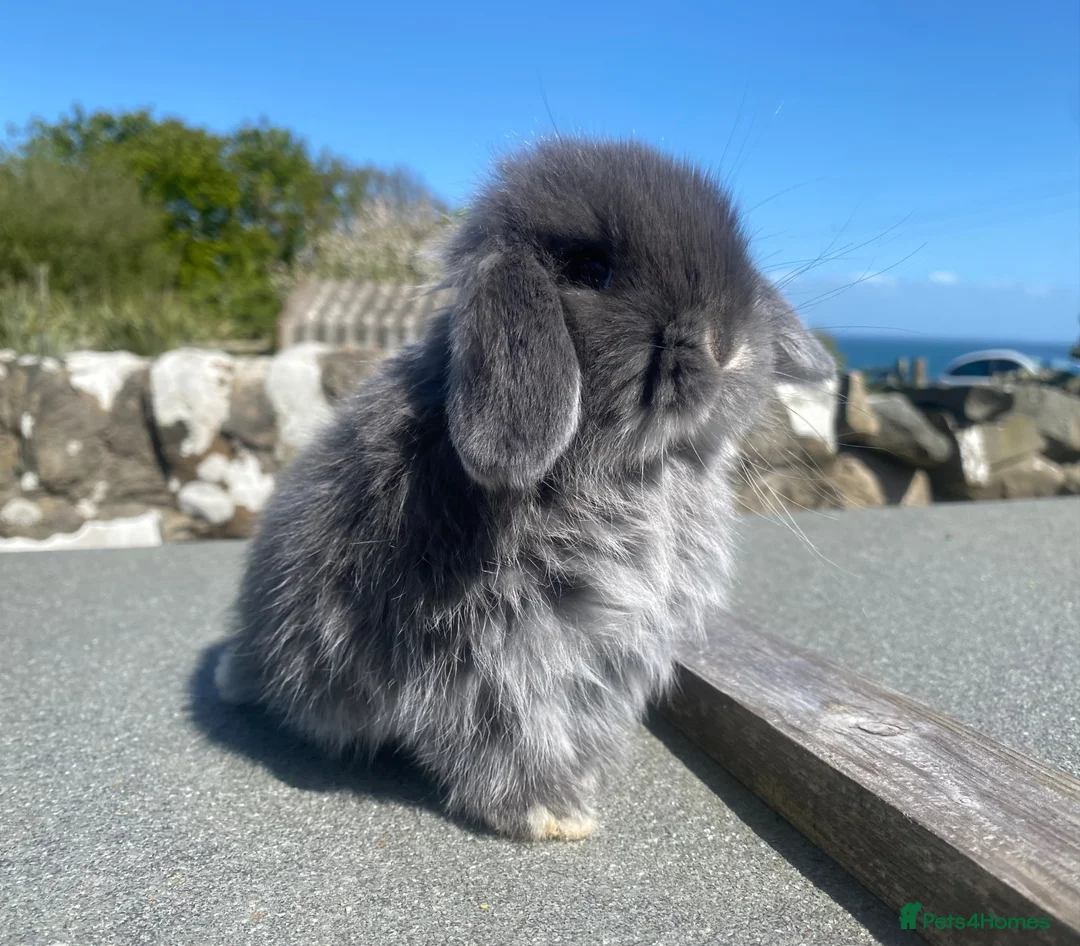 Mini Lop rabbits for sale: Baby mini lop for sale (male) in Stranraer - Advert 1