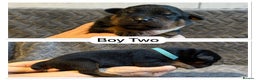 Rottweiler dogs for sale: Kc, dna, hips, elbows, eye tested parents  - Advert 3