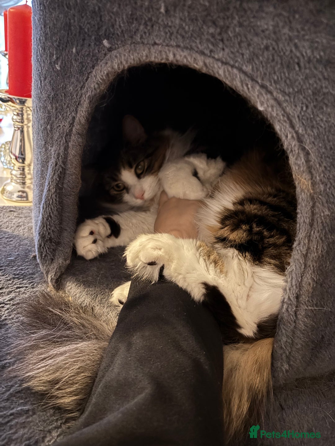 Mixed Breed cats for sale: Wolfie  - Advert 7