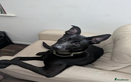 Mixed Breed dogs for sale: I just want him to be happy  - Image 1