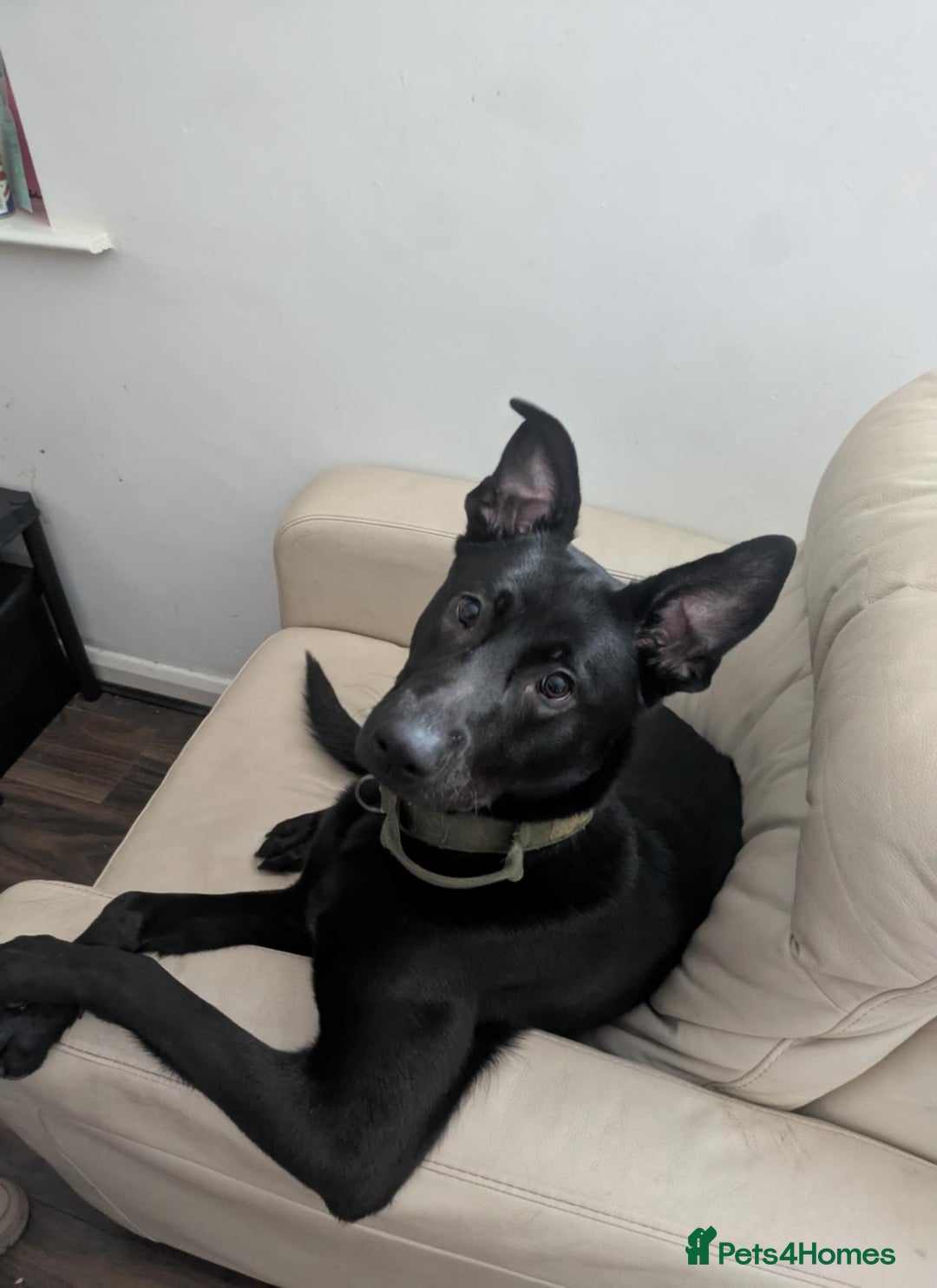 Mixed Breed dogs for sale: I just want him to be happy  - Image 1