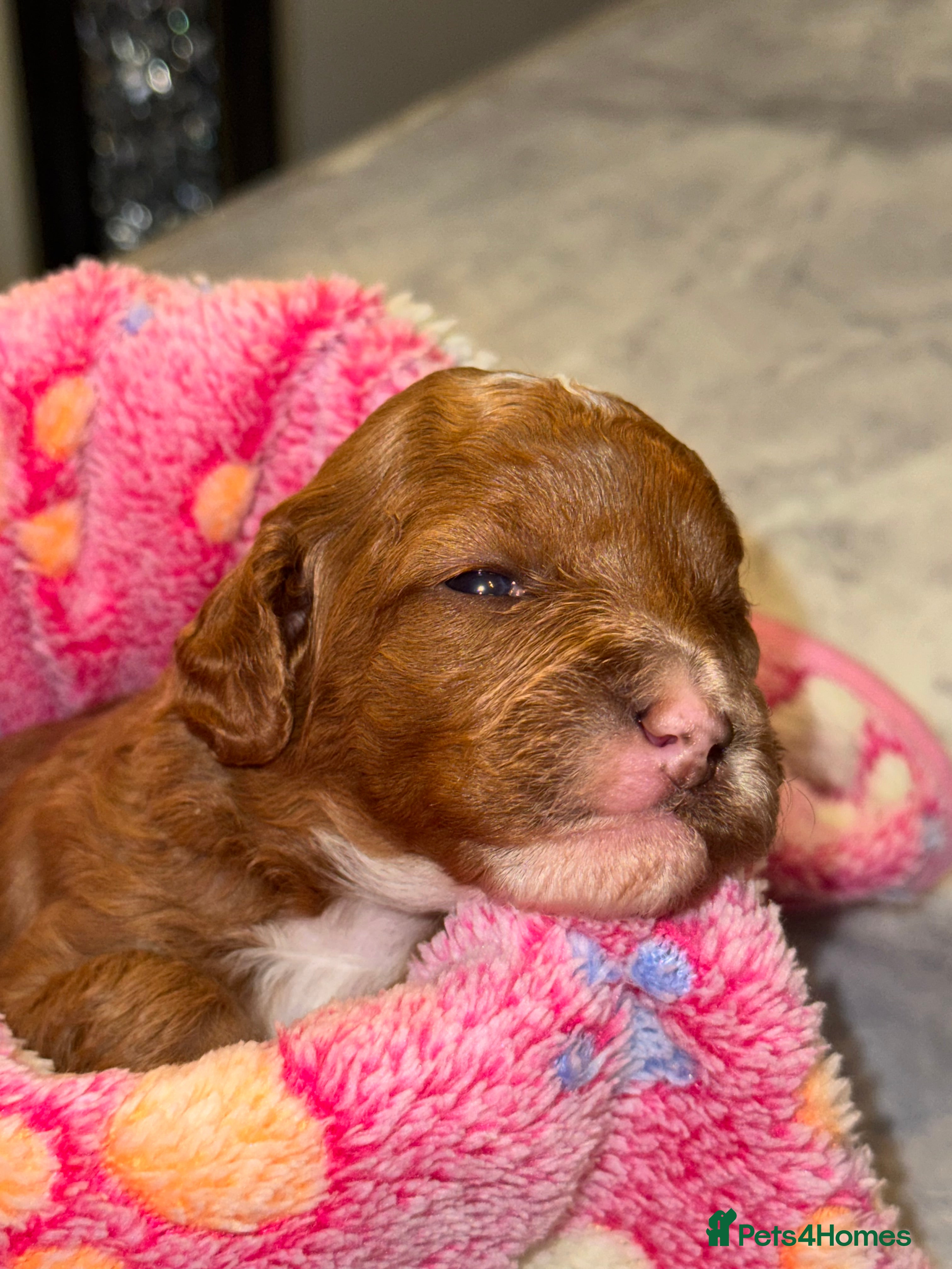 Cavapoo dogs Tiny cavapoo F1BB - ESA certified - Advert 2