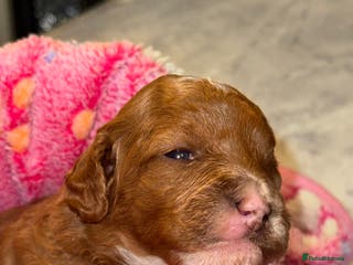 Cavapoo dogs Tiny cavapoo F1BB - ESA certified - Advert 2