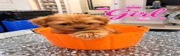 Maltipoo dogs for sale: 🐾🎃 5 GORGEOUS ASIAN  **  MALTIPOO PUPPIES! 🎃 - Advert 7
