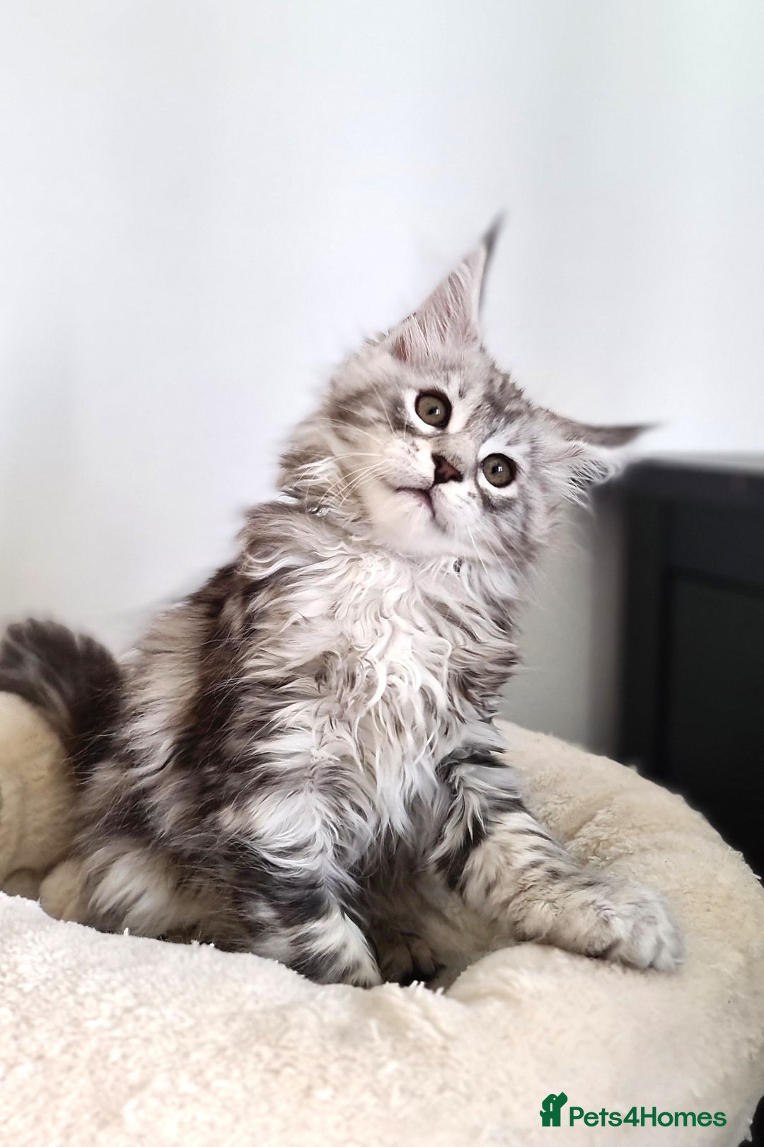 Maine Coon cats for sale: PEDIGREE MAINE COON KITTENS 5 BOYS - Image 29