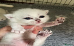 British Shorthair cats for sale: BSH BLACK TIPPED KITTENS GCCF REGISTERED  - Image 11
