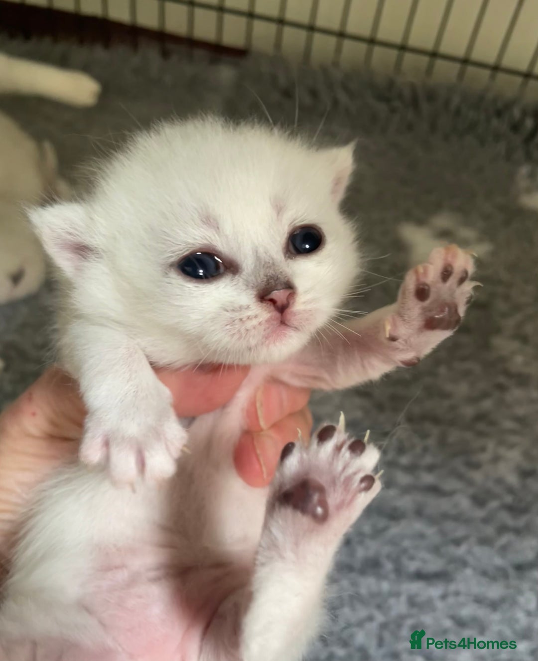 British Shorthair cats for sale: BSH BLACK TIPPED KITTENS GCCF REGISTERED  - Image 11