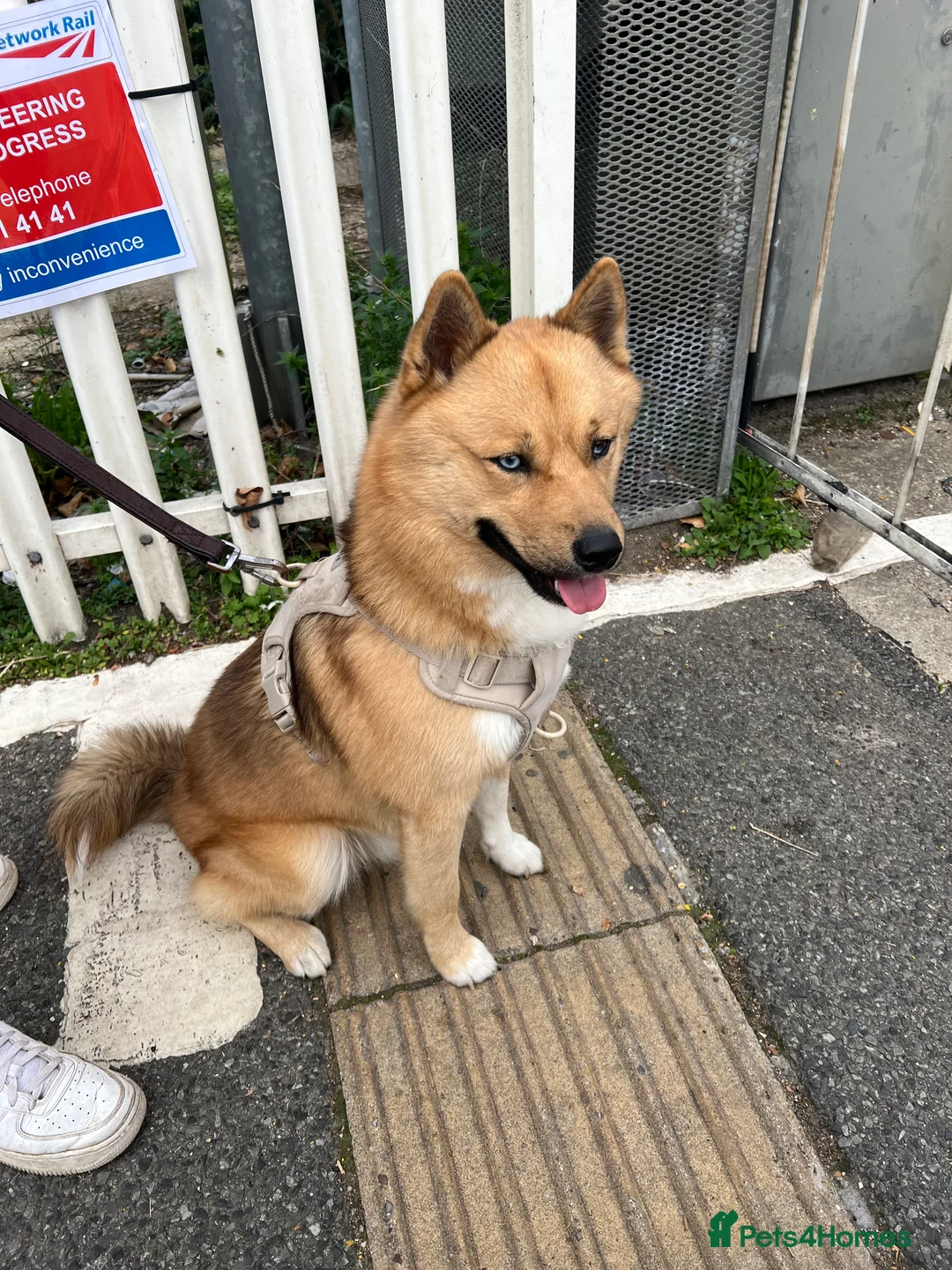 Mixed Breed dogs for stud: Pomsky for Stud - Advert 4