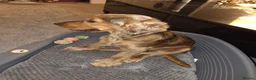 Cocker Spaniel dogs for sale: Loving home for Daisy needed  in Worthing - Advert 2