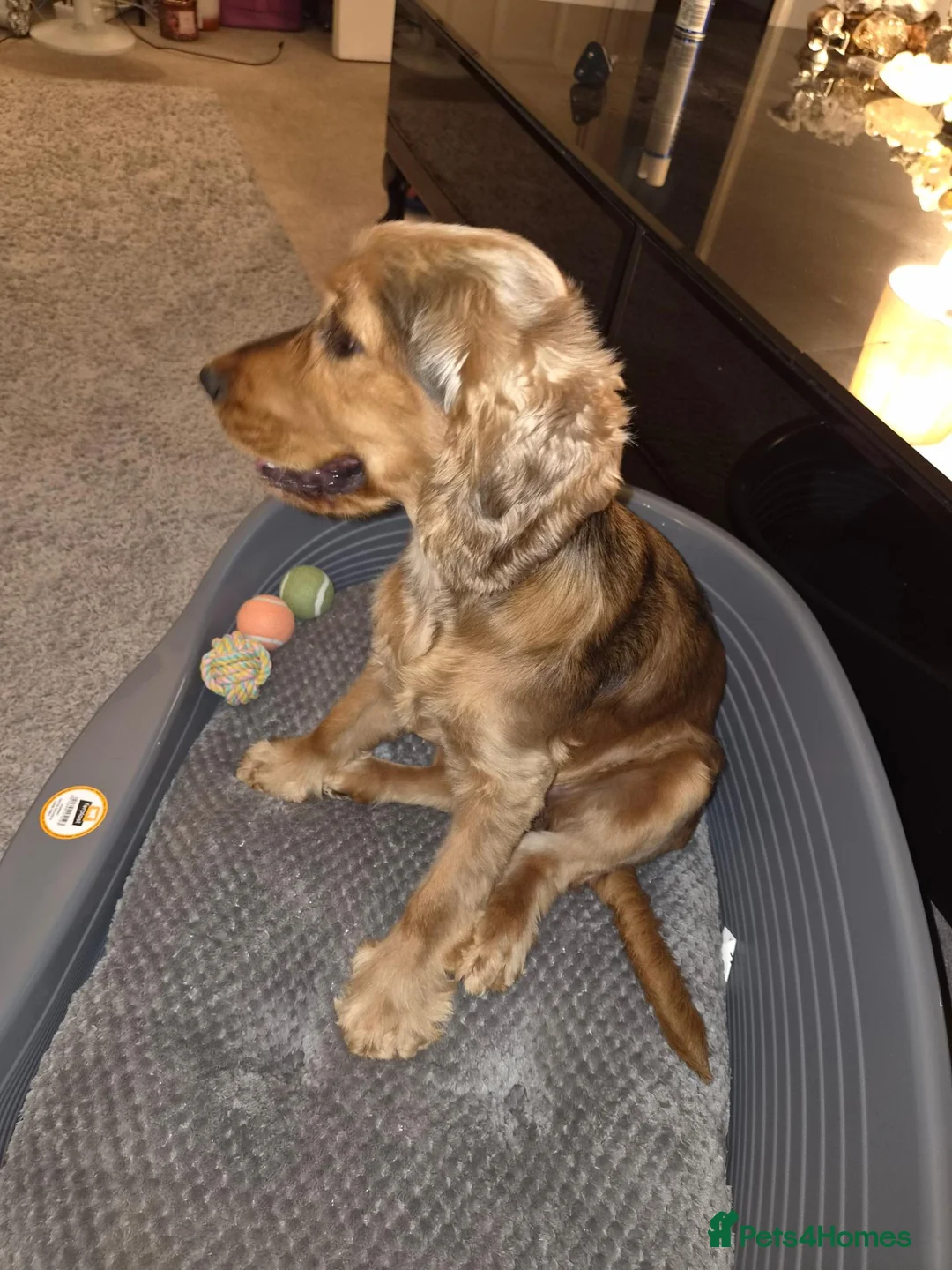 Cocker Spaniel dogs for sale: Loving home for Daisy needed  in Worthing - Advert 2