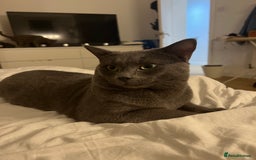Russian Blue cats for sale: 4yr old Russian Blue male cat - Image 7