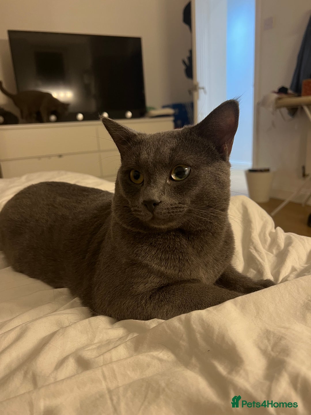 Russian Blue cats for sale: 4yr old Russian Blue male cat - Image 7