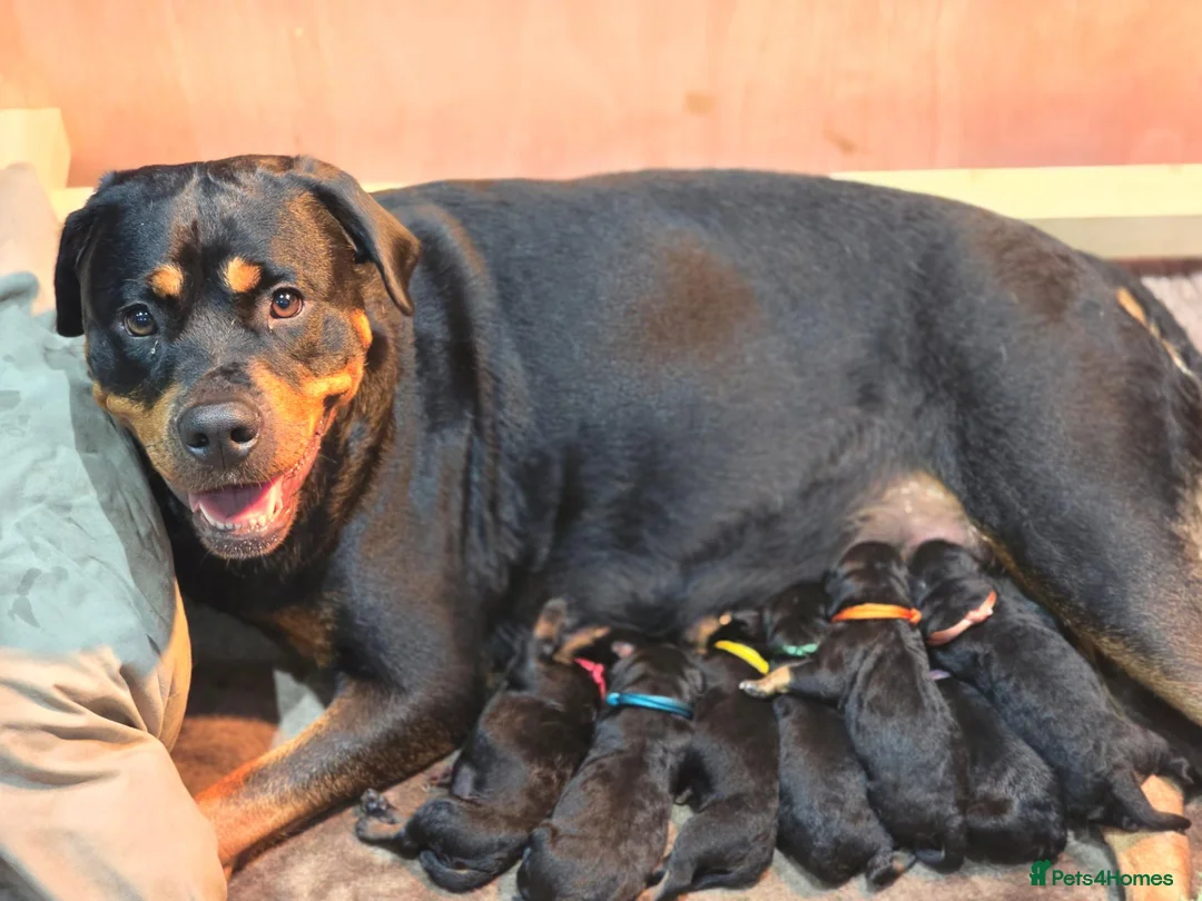 Rottweiler dogs for sale: Last 2 boys  - Advert 2