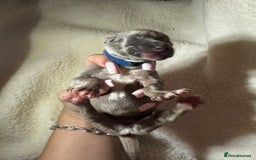 Whippet dogs for sale: Pedigree Purebred Blue and Two Toned Whippets - Image 17