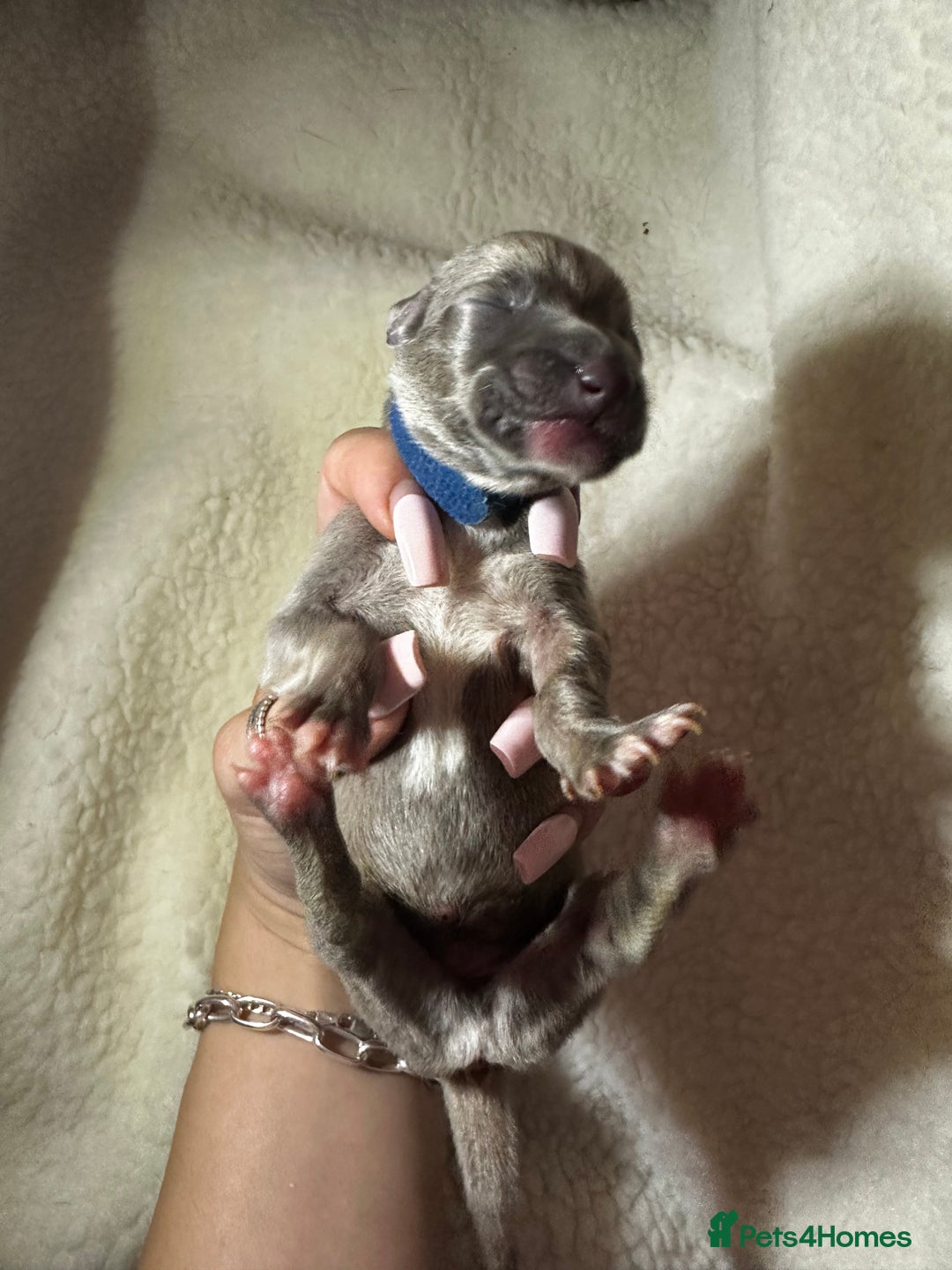 Whippet dogs for sale: Pedigree Purebred Blue and Two Toned Whippets - Image 17