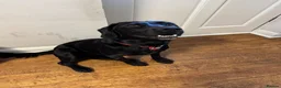 Springador dogs for sale: Pippa looking for forever home - Advert 8