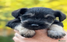 Miniature Schnauzer dogs for sale: Adorable KC registered Miniature Schnauzers - Image 26