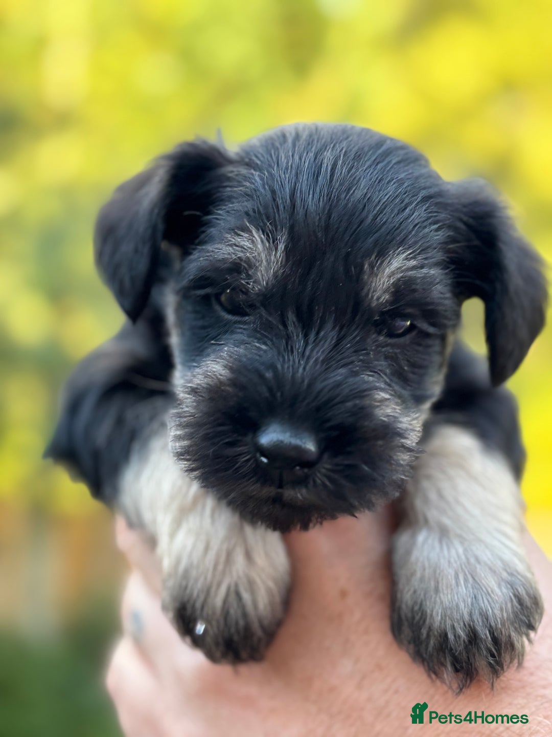 Miniature Schnauzer dogs for sale: Adorable KC registered Miniature Schnauzers - Image 26