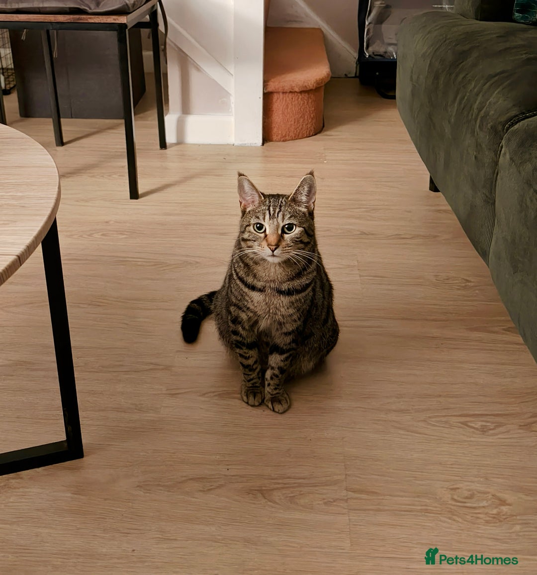 Mixed Breed cats for sale: Bengal Marble & British Shorthair  - Advert 1