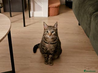 Mixed Breed cats Bengal Marble & British Shorthair - Advert 6