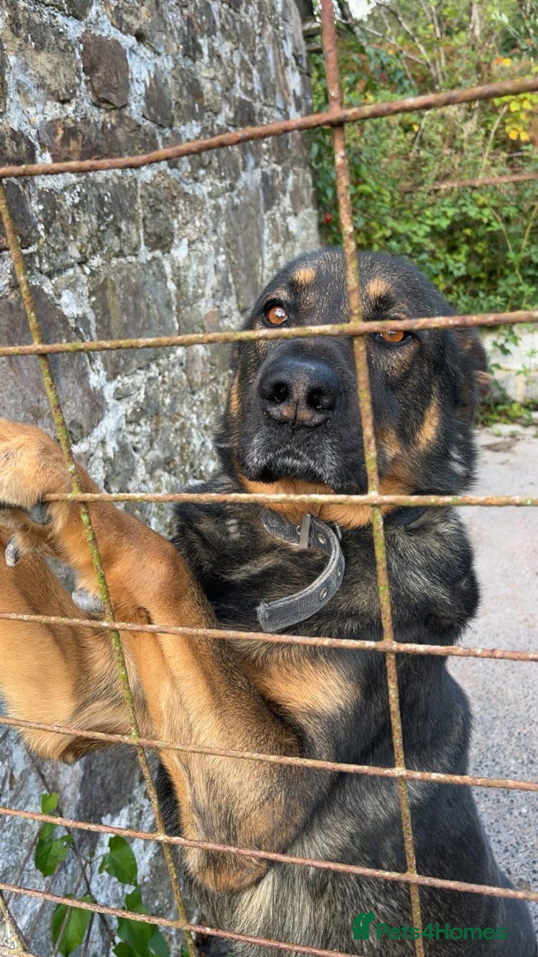 Mixed Breed dogs for sale: Alfie - Image 2